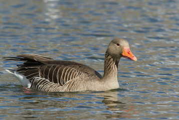 Greylag Goose
