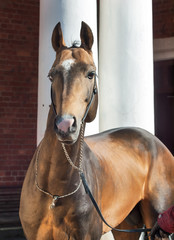 portrait of akhalteke stallion