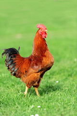 Rooster