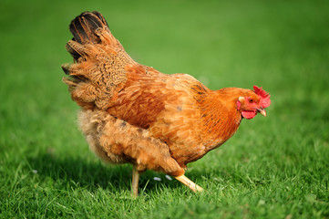 Chicken