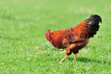 Rooster