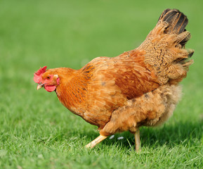 Chicken