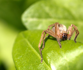 portrait of a spider in nature. macro