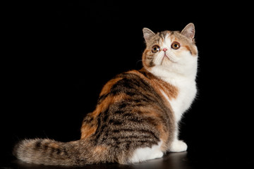 Exotic shorthair cat.  Exotic domestic cat on black background.