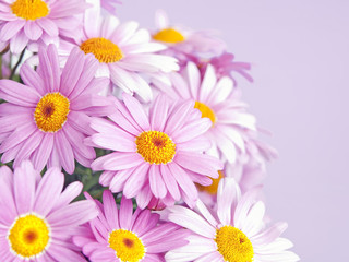 pink daisy flowers