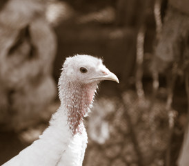 portrait of turkey