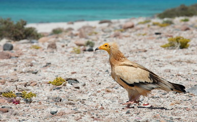 Egyptian Vulture (Neophron percnopterus), Socotra island