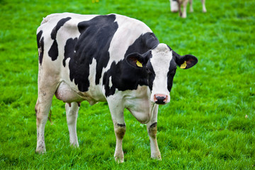 Fototapeta na wymiar cows on meadow