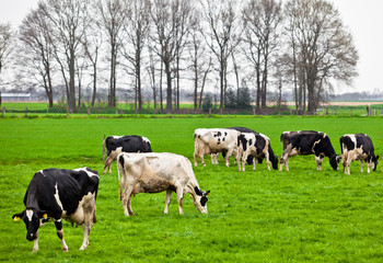 Cows on meadow with green grass. Grazing calves