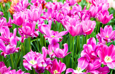 Obraz premium colorful tulips. Beautiful spring flowers. Spring landscape