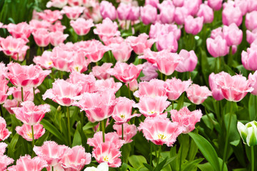 colorful tulips.  Beautiful spring flowers. Spring landscape