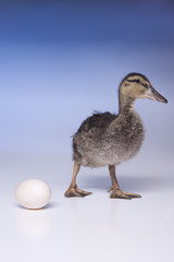 Duckling walks away from egg.