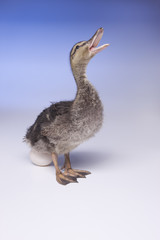 Duckling sounds off.