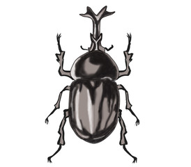 カブトムシのオス