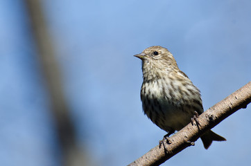 Pine Siskin Perched on a Branch