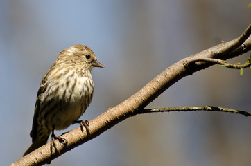 Pine Siskin Perched on a Branch