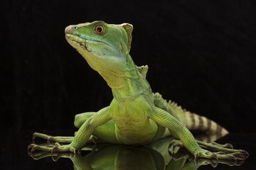 Fototapeta premium Green basilisks