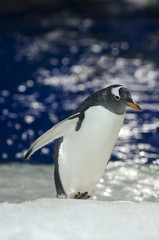 Gentoo Penguin - Pygoscelis papua