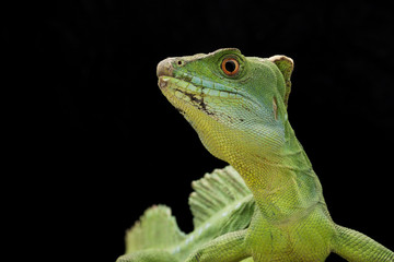 Fototapeta premium Green basilisks