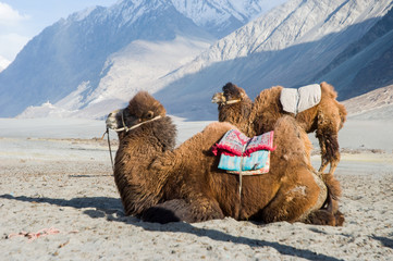 camel in Nubra valley, Leh