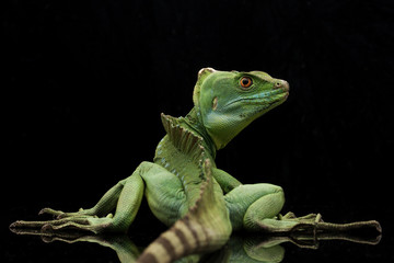 Green basilisks