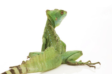 Fototapeta premium Green basilisks