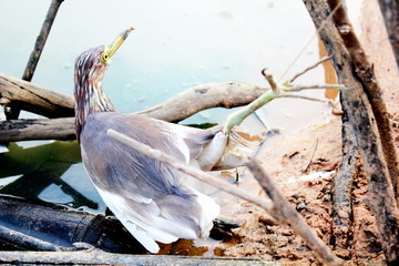 Birds trapped by hunters