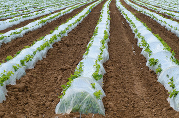 Vegetables