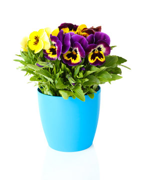 Beautiful Pansies Flowers Isolated On A White