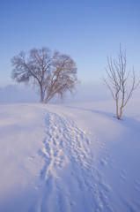 beautiful early morning winter landscape