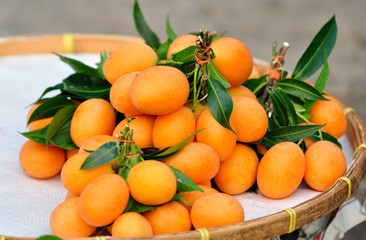 marian plum