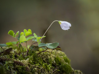Die weisse Blüte eines Waldsauerklee wächst aus einem grünen Moosbüschel im Wald
