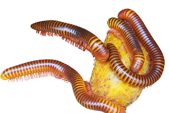 Millipede
