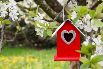 Plakat Red Bird dom na drzewie kwitnienia