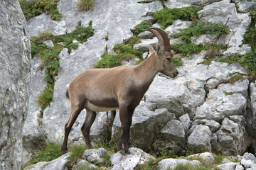 bouquetin