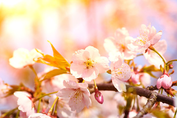Cherry blossoms in full bloom in the morning