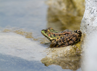 Edible Frog (Pelophylax kl. esculentus)