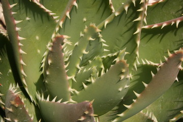 Kaktus3