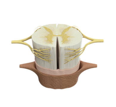 Spinal Cord Medical Illustration