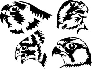 head of falcon