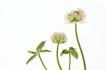 白詰草の花と四つ葉