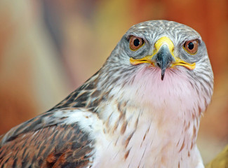 close-up of a hawk with big eyes that stare at you