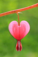 Tränendes Herz einzeln