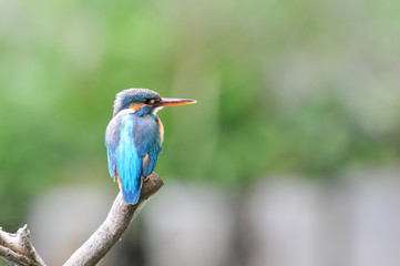 止まり木のカワセミ