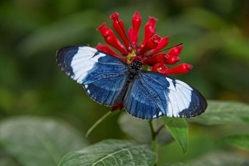 tropical butterfly sitting on a flower