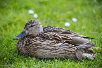wild duck in grass
