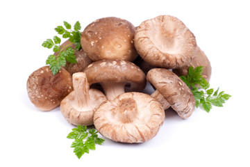 Shiitake Pilze
