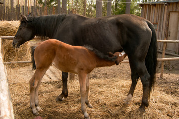 sorrel foal and his mother