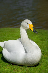 Beautiful portrait of a white swan sitting on a green grass lane
