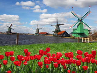 Naklejka premium Windmills in Netherlands, Zaanse Schans